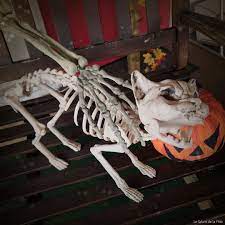 Squelette De Chat Decoration Halloween Idees De Decoration Pour Halloween Halloween