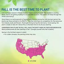 After 7 years they measured all the plants, and recorded how much they had grown. Pixies Gardens Green Giant Thuja Nature S Privacy Fence Green Tall And Beautiful Hedge Liners 50 Plants In Dubai Uae Whizz Shrubs