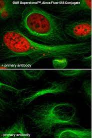 Flow cytometry, immunocytochemistry, immunofluorescence, and immunohistochemistry. Goat Anti Rabbit Igg H L Alexa Fluor 555 A27039