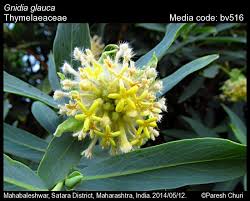 Image result for Gnidia