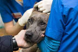 Treatment depends on the type of cancer, how far it's spread and how good if the condition is diagnosed early and the cancerous cells are confined to a small area, surgery to. Lung Cancer In Dogs Great Pet Care