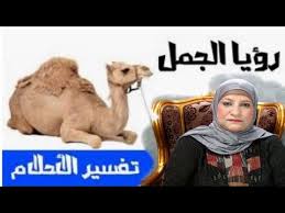 تفسير رؤية الجمل فى المنام Youtube