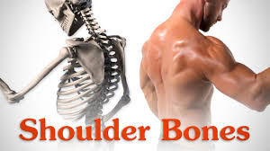 The right shoulder, the left shoulder; Anatomy Of The Shoulder Bones Youtube