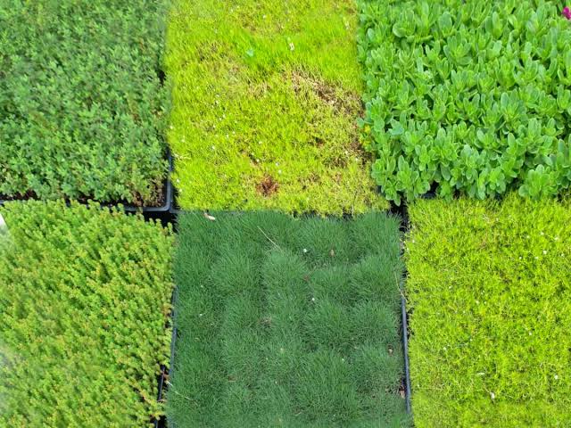 Lawn microclimates