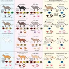 When you think of a cat, you probably think of a few basic coat colors and patterns that you most commonly see cats in. Housecat Coat Colors And Patterns Cat Breeds Chart Purebred Cats Cats And Kittens