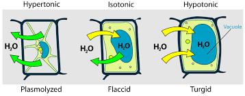 It also describes solvent movement without energy, similar to diffusion. File Turgor Pressure On Plant Cells Diagram Svg Wikimedia Commons