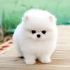 14 small white dog breeds to add to your family asap. 3