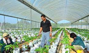 Penggunaan baja kimia, racun serangga, jentera moden dan benih yang bermutu tinggi juga digunakan bagi meningkatkan hasil pengeluaran padi. Anim Agro Technology Cabaran Sektor Pertanian