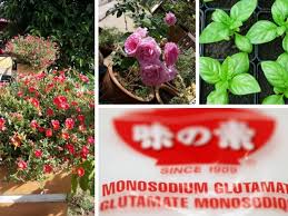 Maybe you would like to learn more about one of these? Msg Petua Pokok Berbunga Lebat Tanaman Membesar Sehingga 3 Kali Ganda Petua Ibu
