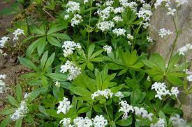 Maybe you would like to learn more about one of these? Sweet Woodruff So Much More Than A Groundcover Laidback Gardener
