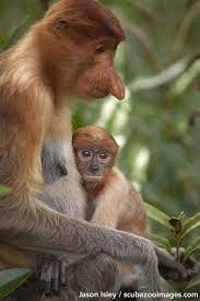 Descarga maravillosas imágenes gratuitas sobre nasalis larvatus. Proboscis Monkey Nasalis Larvatus Mother And Baby Proboscis Monkey Animals Beautiful Baby Animals