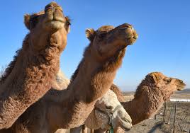 The first one is a fulfillment of the prophecy in zechariah 9:9, making his second, in the ancient biblical world, a leader rode on a horse if he was coming in war and a donkey to signify peace. South Dakota Camel Farm Nativity Denny Post