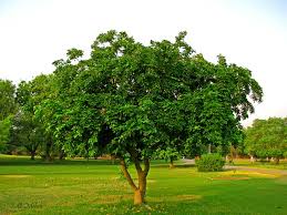 Check spelling or type a new query. Trees Of Pakistan Pakistan Dawn Com