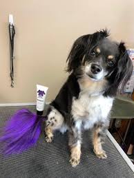 Dog Hair Dye Mystic Purple Pd06 With Images Dog Hair Dye Dog Hair Dyed Hair