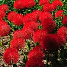 Image result for Scadoxus multiflorus