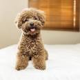 Buy Puppies & Pet Supplies - My Next Puppy Chantilly, Virginia