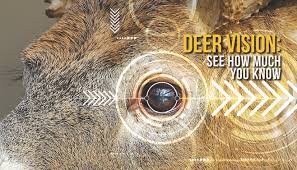 These are all questions deer hunters face regarding deer vision. A Deer S Vision It S Not About Color Grand View Outdoors