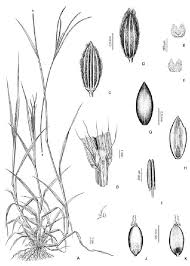 Image result for Digitaria longiflora