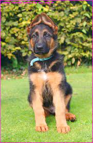 Check spelling or type a new query. Male German Shepherd Puppies For Sale Near Me German Shepherd Puppies For Sale Near Me German Shepherd Puppies Shepherd Puppies Puppies For Sale
