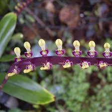 Image result for Bulbophyllum burttii