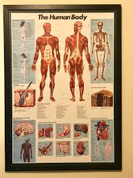 These articles can help you understand the anatomy and physiology of the human body. My Younger Son Is Very Into Human Biology And Anatomy Books Found This For 8 At Goodwill And Finally Got The Back Wired So I Could Hang It In His Room Thriftstorehauls