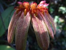 Image result for Bulbophyllum longiflorum