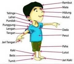 Meskipun infeksi di permukaan jari kaki biasanya ringan dan dapat ditangani dengan mudah di rumah, infeksi yang bersifat serius membutuhkan pertolongan medis. Nama Organ Tubuh Manusia Bagia Luar Dalam 3 Bahasa Indonesia Aceh Inggris Ama Human Body Parts In 3 Languages Indonesian Aceh English Steemit