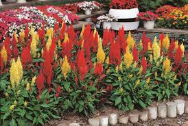 Image result for Celosia pandurata