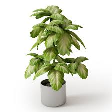 Broad Leaf Potted Plant 3d Model Plants Potted Plants Leafy Plants