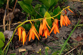 Image result for Savannosiphon euryphyllus