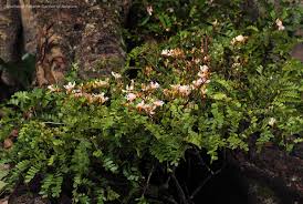 Image result for Tessmannia anomala