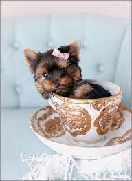 Beloved Chorkie Puppies Teacup Puppies Teacup Puppies For Sale Teacup Yorkie Puppy