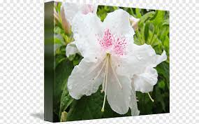 See more ideas about rhododendron, watercolor flowers, flower painting. Azalea Rhododendron Floral Design Flower Landscape Design Flower Annual Plant Flower Png Pngegg