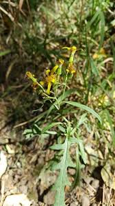Image result for Hypoestes forskaolii