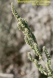 Image result for Mesosphaerum pectinatum
