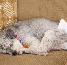 Aug 07, 2019 · between the beginning of proestrus and the end of estrus is 19 to 21 days, therefore the female dog in heat behavior that you will notice lasts approximately three weeks. Do Dogs Have Periods American Kennel Club