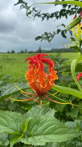 Image result for Colchicaceae