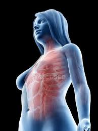 Female upper body anatomy photos and images. Female Upper Body Muscles Low Angle View Computer Illustration 3d Rendering Anatomical Stock Photo 312139776