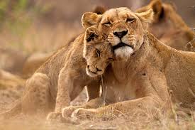 He stopped at the entrance, panted, and spoke in a low, gentle voice to the soon news of lion's disease spread in the forest and caused great concern for other wild animals. South Africa Travel Guide Places To Visit In South Africa Rough Guides