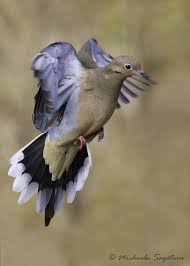 Backyard Birds Of Middle Tennessee 53f4392 Mourning Dove Mourning Dove Birds Dove Hunting