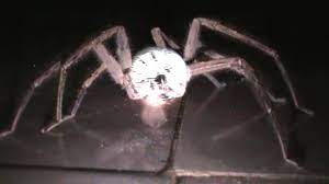 Clock spider (or as a more erudite term, the) is a peculiar entity of arachnid archetype, which appears to have a clock permanently stuck to its face. Clock Spider Goosnav Wiki Fandom