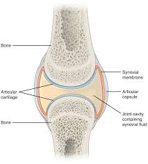 When long bone growth stops, you stop getting taller. Synovial Joint Wikipedia