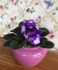 Who sells african violet self watering pots? African Violet Pot Self Watering Pot In White Oak Pa Breitinger S Flowers