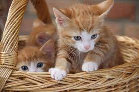 8 Fun Facts About Ginger Tabby Cats Cole Marmalade