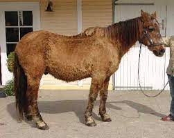 Equine Cushing S Syndrome In Horses Ponies Ranvet