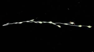 Image result for Urochloa deflexa