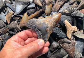 Mesozoic fossils in south carolina. Coastal South Carolina Fossil Identification Fossilguy Com
