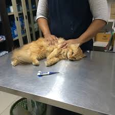 Klinik Haiwan Suria 4 Tips From 75 Visitors