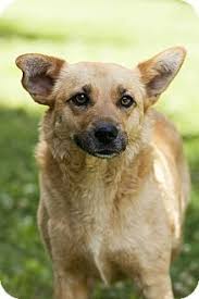 Looking for a sweet orange tabby cat for adoption near portland maine? Today S Five O Clock Cuteness Is Mimi A Lovely Little Golden Retriever Mix Available For Adoption In Portland Maine From Dogs Pets Dog Adoption Pet Adoption