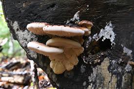 Image result for Ischnoderma resinosum